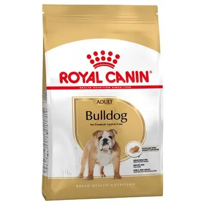 Bulldog Adulte